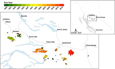 Carbon 5–60 Years After Fire: Planting Trees Does Not Compensate for Losses in Dead Wood Stores